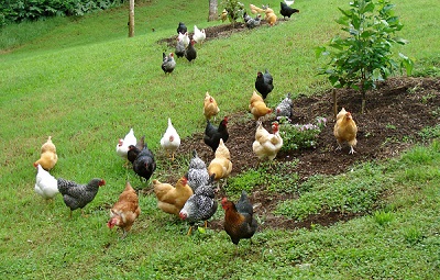 Free Range Kienyeji Chicken farming