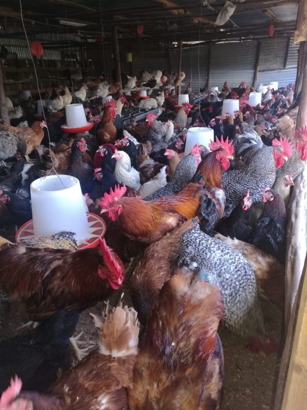 Cost of rearing Kienyeji Chicken in Kenya