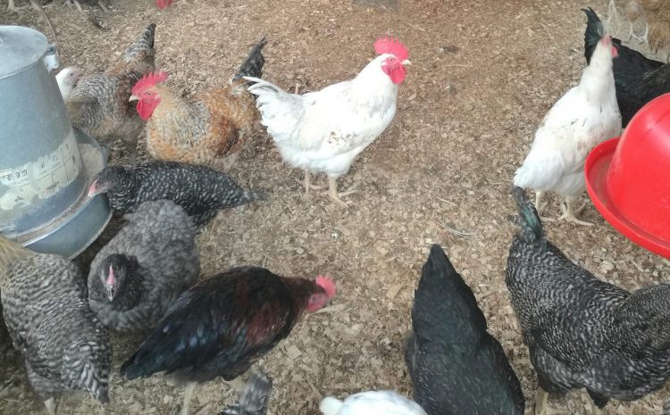 How to invest in poultry farming
