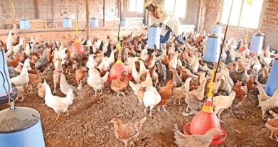 7 Common Mistakes Poultry Farmers Make in Kenya and How to Avoid Them