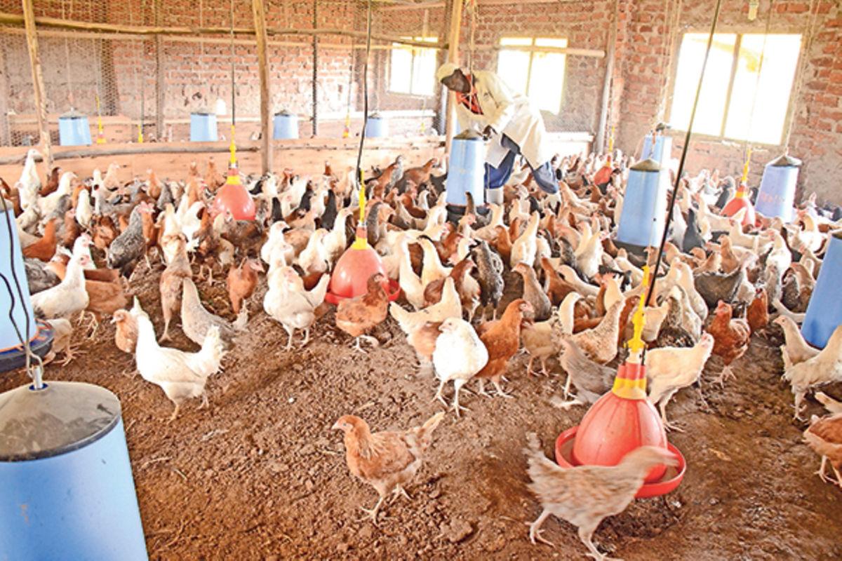 7 Common Mistakes Poultry Farmers Make in Kenya and How to Avoid Them