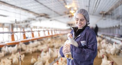 Growth and Daily Management of Chicks: A Beginner’s Guide