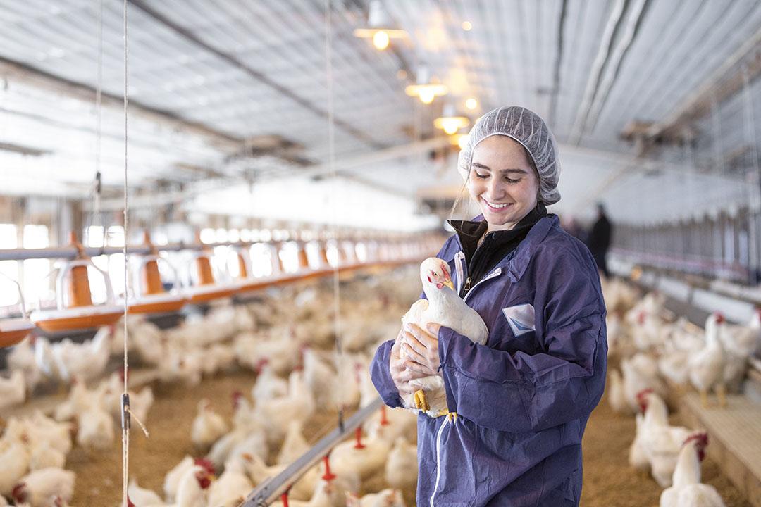 Growth and Daily Management of Chicks: A Beginner’s Guide