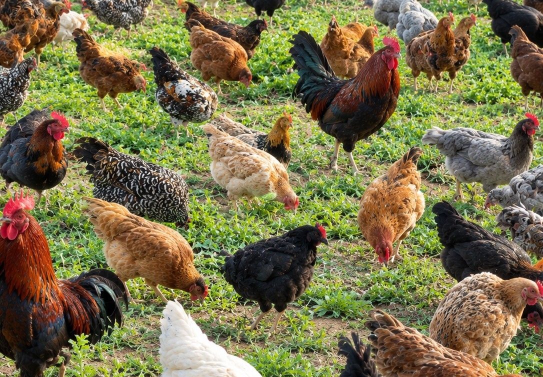 How to Start a Profitable Poultry Farming Business in Kenya in 2026: A Beginner’s Guide